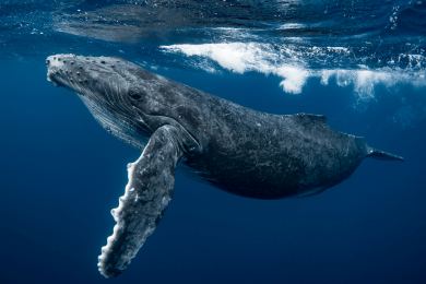 Vědci objasnili původ velrybího zpěvu, dorozumívání kytovců ale ruší lidský hluk
