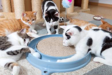 Pardubický útulek prochází úpravami, kočky dostanou obývací pokoj