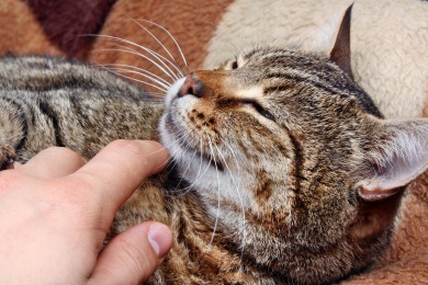 BBC News: Keňští milovníci koček se ošívají nad plánem zdanit je