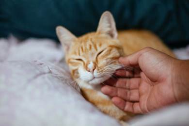 USA neštěstí příroda zvířata