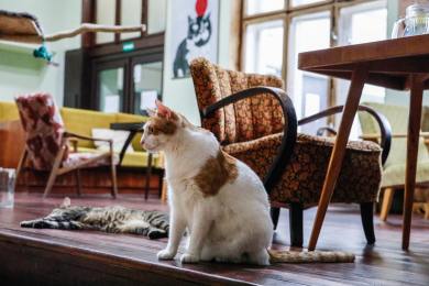 USA zajímavosti věda zvířata příroda kočky