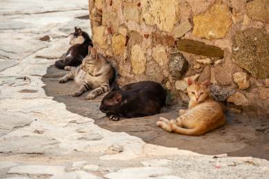AP: Kypr řeší přemnožené kočky, na každého obyvatele ostrova připadá téměř jedna