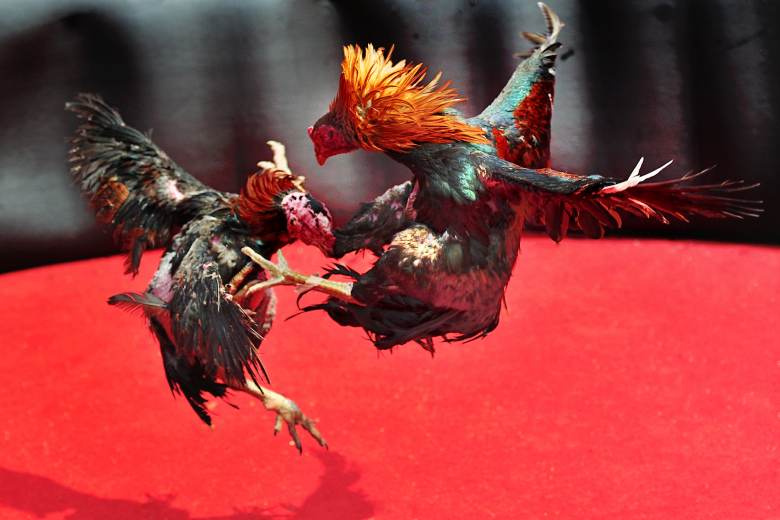 V Kolumbii se od roku 2027 nebude smět konat korida ani kohoutí zápasy