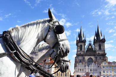 SVS: Koně fiakristů netrpí dehydratací ani přehřátím, mají omezený provoz