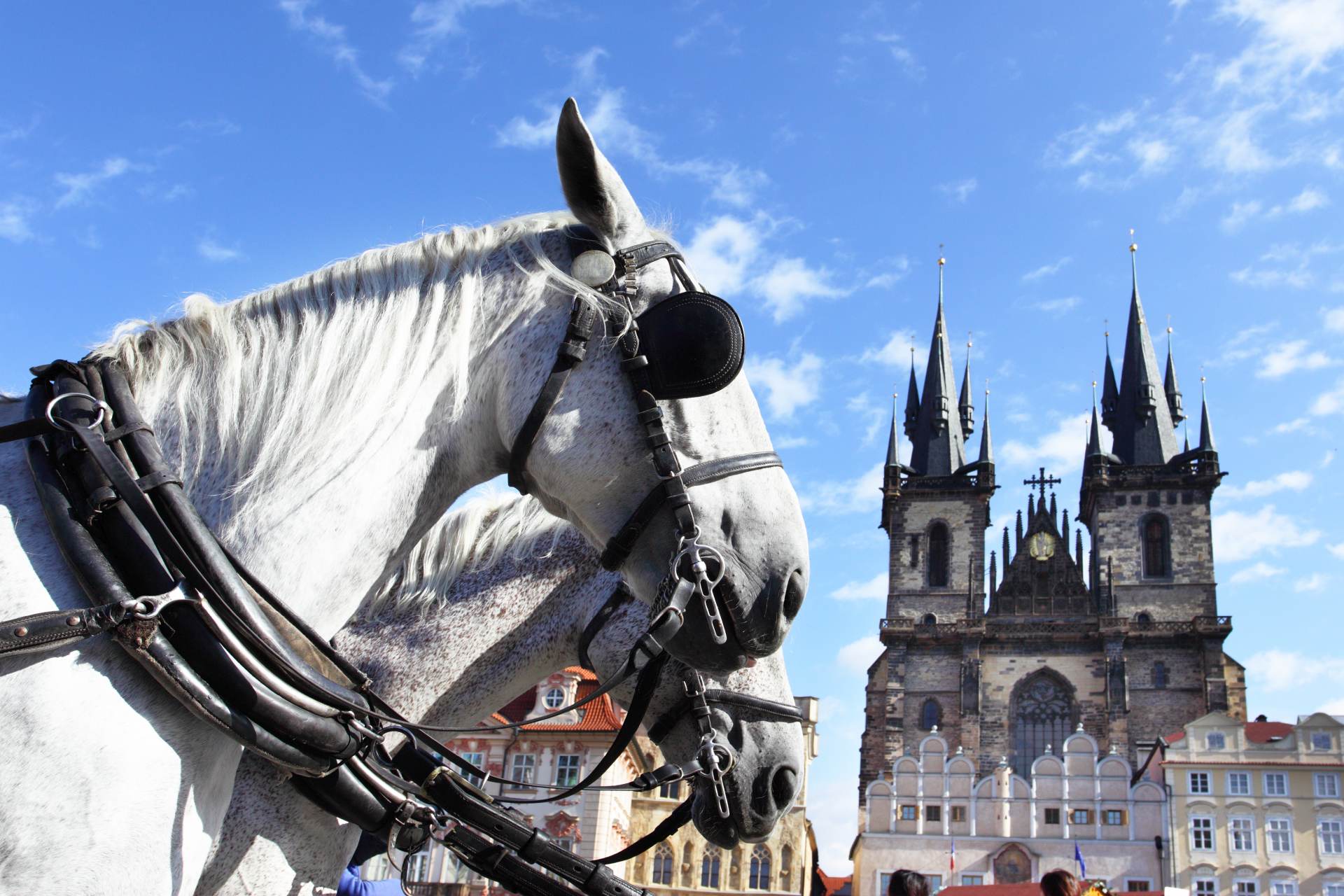 SVS: Koně fiakristů netrpí dehydratací ani přehřátím, mají omezený provoz