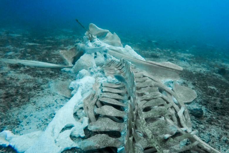 Na dně Indického oceánu vědci objevili 1200 kilometrů dlouhé pohřebiště velryb