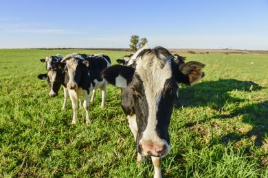 Producenti potravin: Dohoda se státy Mercosur ohrožuje konkurenceschopnost v EU