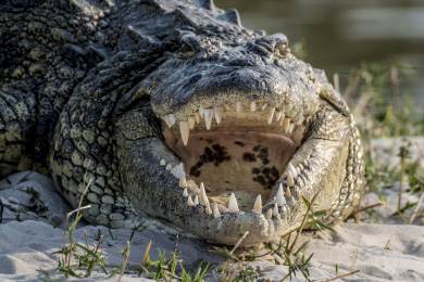 V Argentině našli fosilii krokodýla, který před 70 miliony lety lovil dinosaury