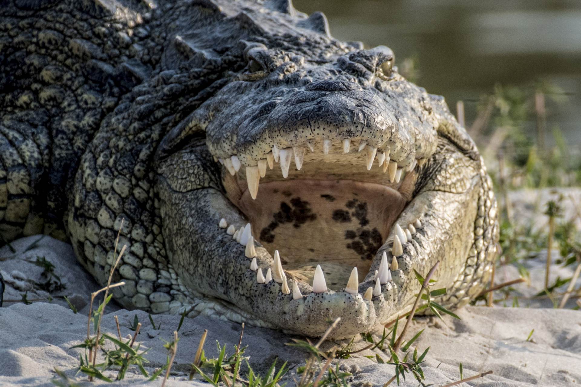 V Argentině našli fosilii krokodýla, který před 70 miliony lety lovil dinosaury