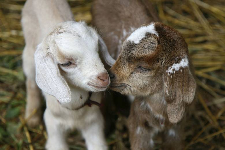 Kozí farma na Litoměřicku nabízí relaxační vycházky s kůzlaty i saunu