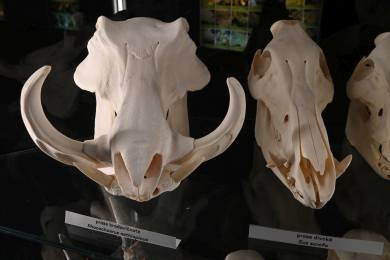 Olomoucká zoo v pavilonu šelem instalovala expozici se 117 lebkami zvířat