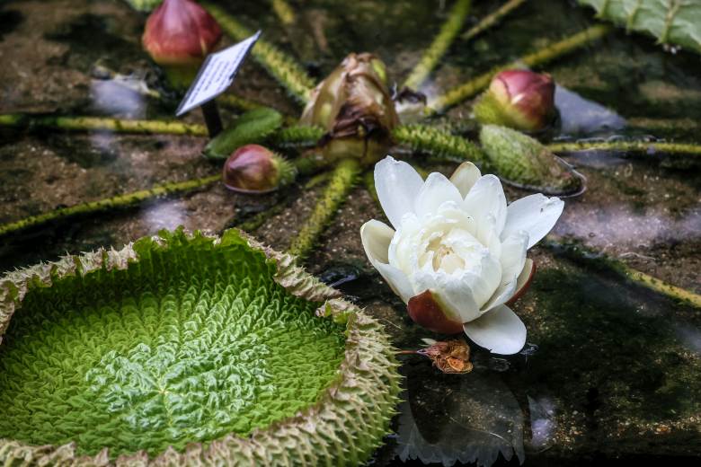 Největší leknín světa vykvétá v brněnské botanické zahradě už 100 let