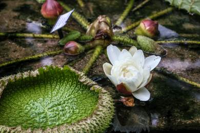 Největší leknín světa vykvétá v brněnské botanické zahradě už 100 let