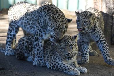 V Kazachstánu byl spatřen levhart perský, jehož výskyt tam dříve nebyl potvrzen