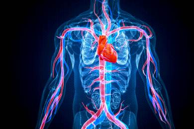 Česko nabízí Bruselu experty pro přípravu kardiovaskulárního plánu EU