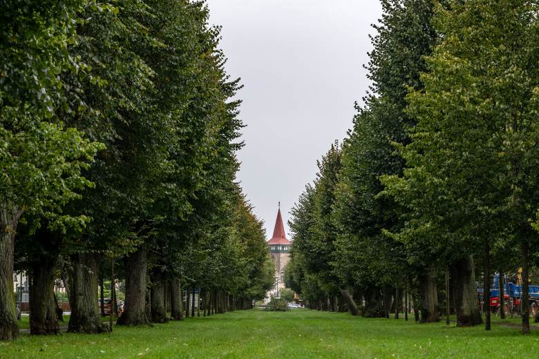 Valdštejnova lipová alej v Jičíně s 1140 stromy by mohla být kulturní památkou