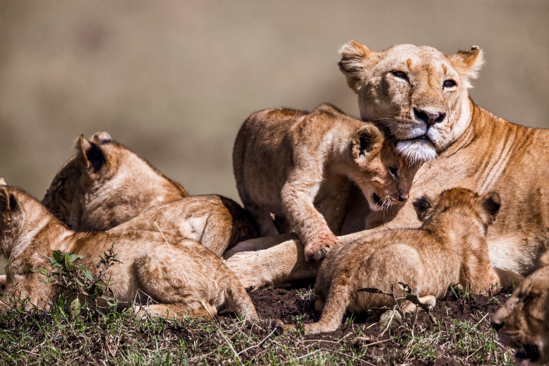 V Safari Parku Dvůr Králové se zapojila do lví smečky čtyři letošní lvíčata