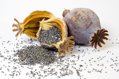 ÚS odmítl stížnost maltské firmy, žádala od státu 1,7 miliardy Kč kvůli máku