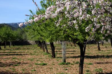 AFP: Francouzští zemědělci oživují tradici pěstování mandlí