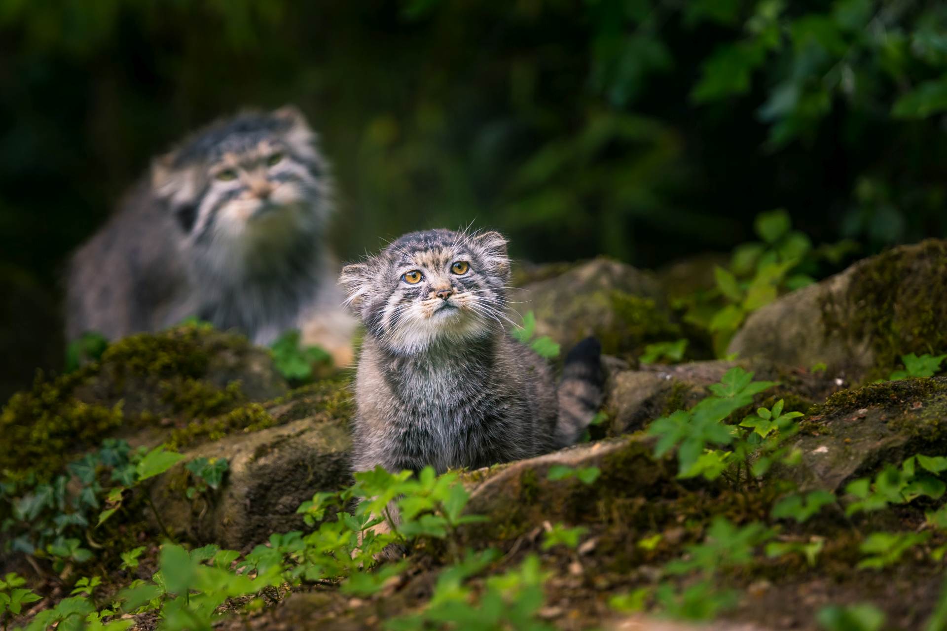 Japonská zoologická