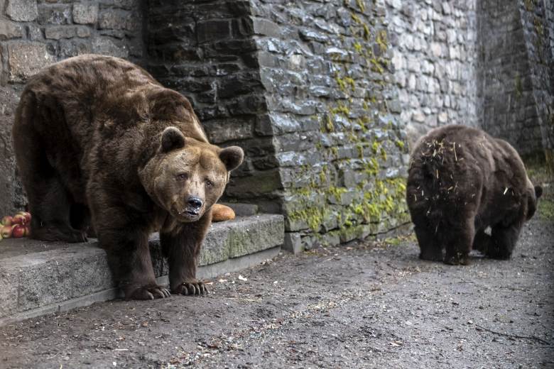 V Náchodě uhynul druhý ze zámeckých medvědů, bylo mu 32 let, uspal ho veterinář