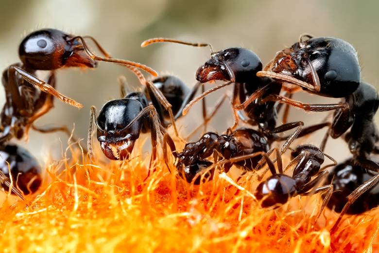 Čtyři muži se v Keni přiznali k pokusu propašovat stovky vzácných mravenců