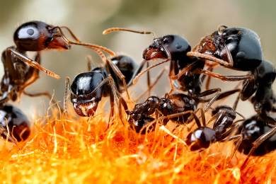 Keňa kriminalita příroda mravenci