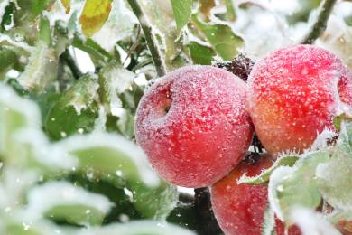 Podpora za mrazy umožní ovocnářům přežít, založit úrodu a vyhnout se kácení sadů