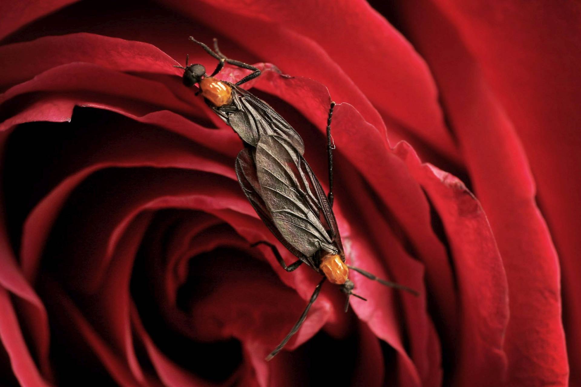 Jihokorejský Soul se potýká s invazí rojů muchnic