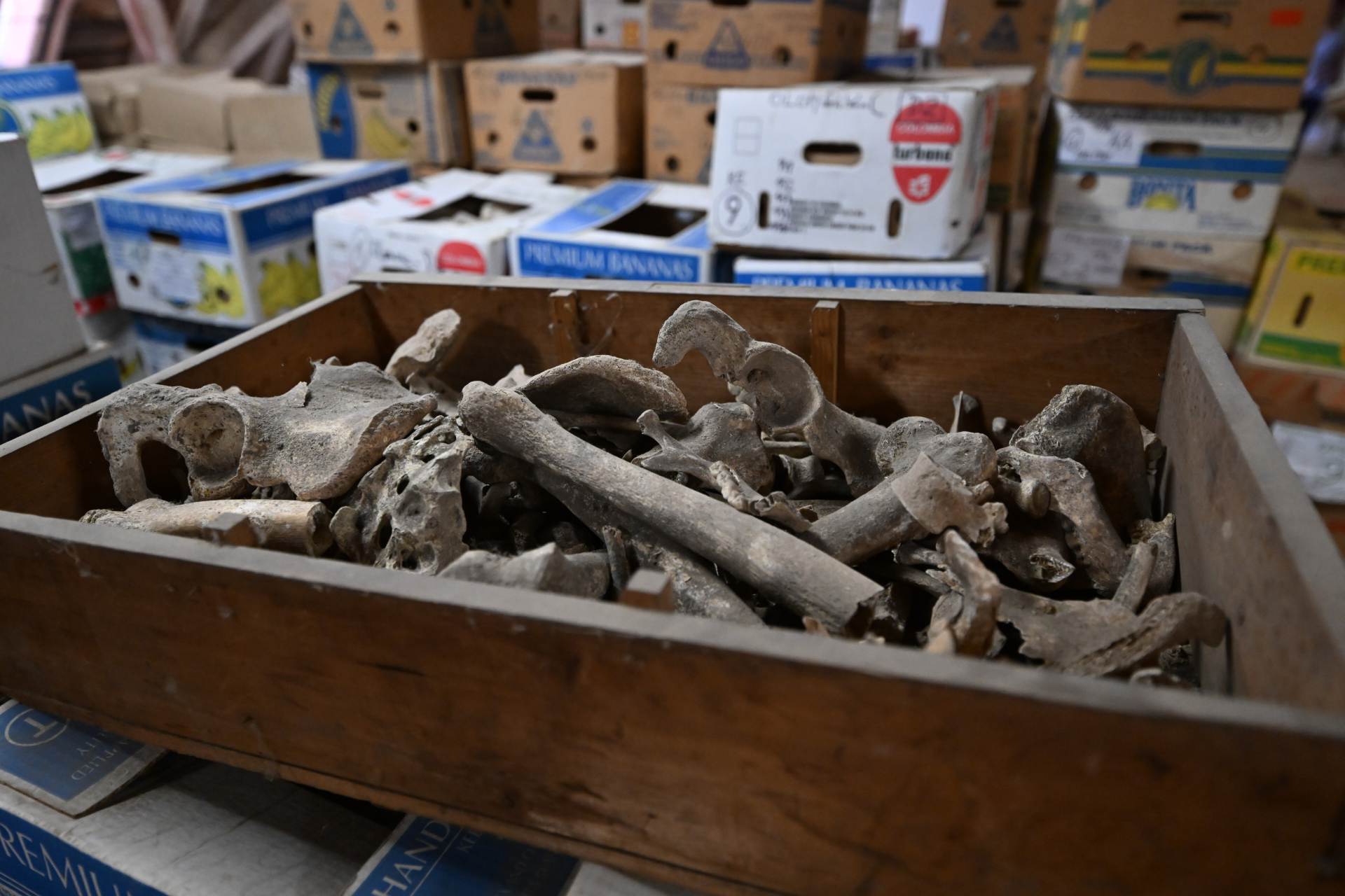 Olomoucké muzeum stěhuje rozsáhlou archeologickou sbírku do nového depozitáře