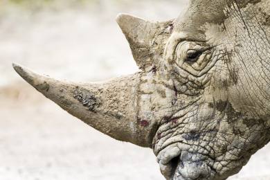 Na letišti v Bangkoku zadrželi muže pašujícího 11 kilogramů nosorožčích rohů