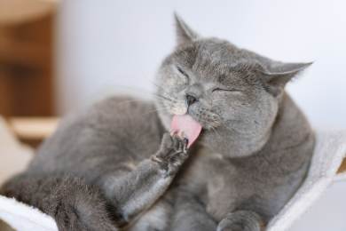 Veterinářka: Obezita ohrožuje domácí kočky stejně jako lidi, hrozí jim cukrovka