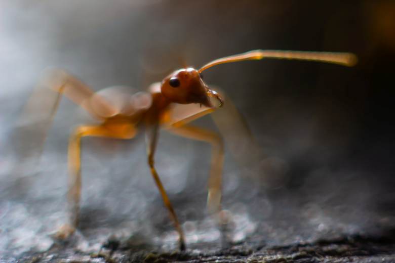 Invazivní ohniví mravenci se dostali poprvé do Evropy, vědci je našli na Sicílii