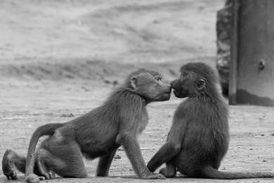 První polibky podle vědců padly před 20 miliony lety mezi ranými primáty