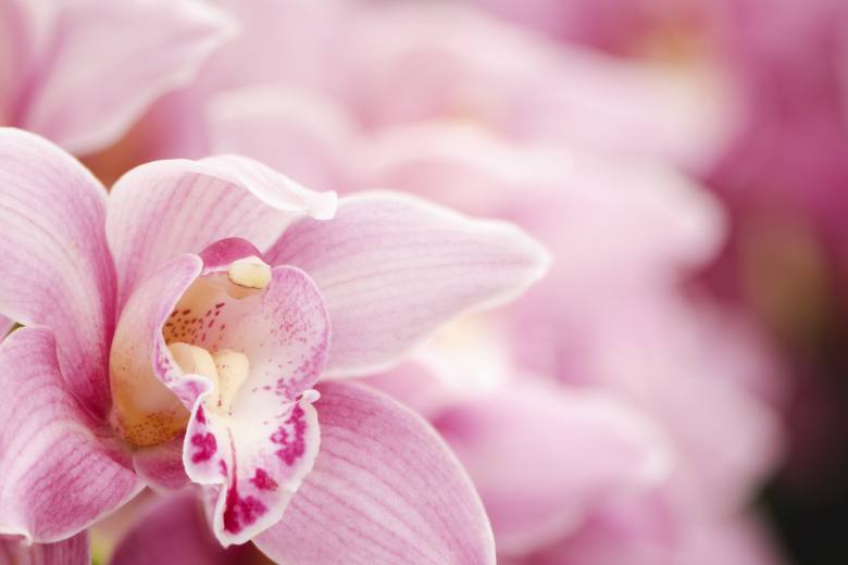 Australský stát chtěl vypálit jedinou oblast, kde roste vzácná orchidej Australský stát chtěl vypálit jedinou oblast, kde roste vzácná orchidej
