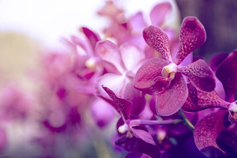 Jihočeské muzeum od pátku bude vystavovat tisíce orchidejí Jihočeské muzeum od pátku bude vystavovat tisíce orchidejí