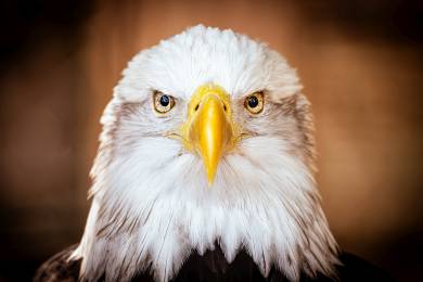 Orel bělohlavý se stal oficiálně americkým národním ptákem