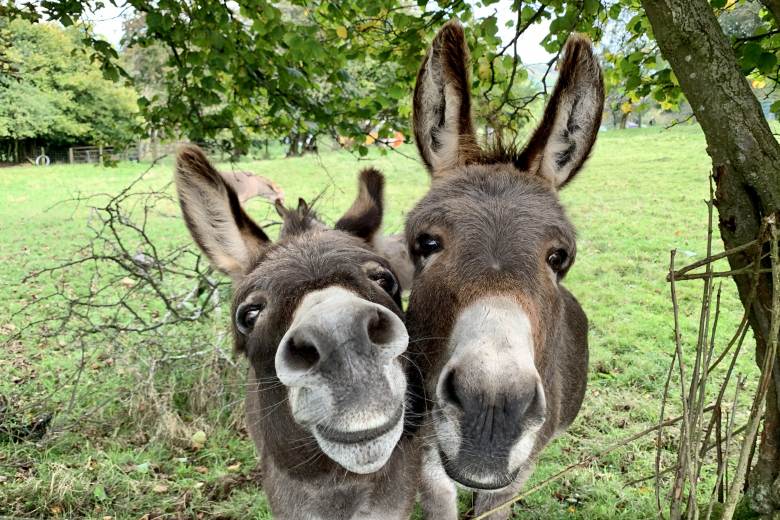 Business Insider: Ruští vojáci se na bojišti začínají spoléhat na osly