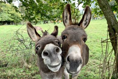 Business Insider: Ruští vojáci se na bojišti začínají spoléhat na osly