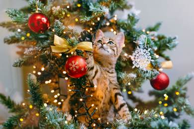 Průměrná domácnost plánuje letos utratit za Vánoce 12.600 Kč, podobně jako loni