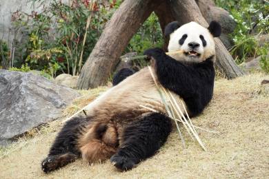 Japonsko Čína příroda zajímavosti zoo