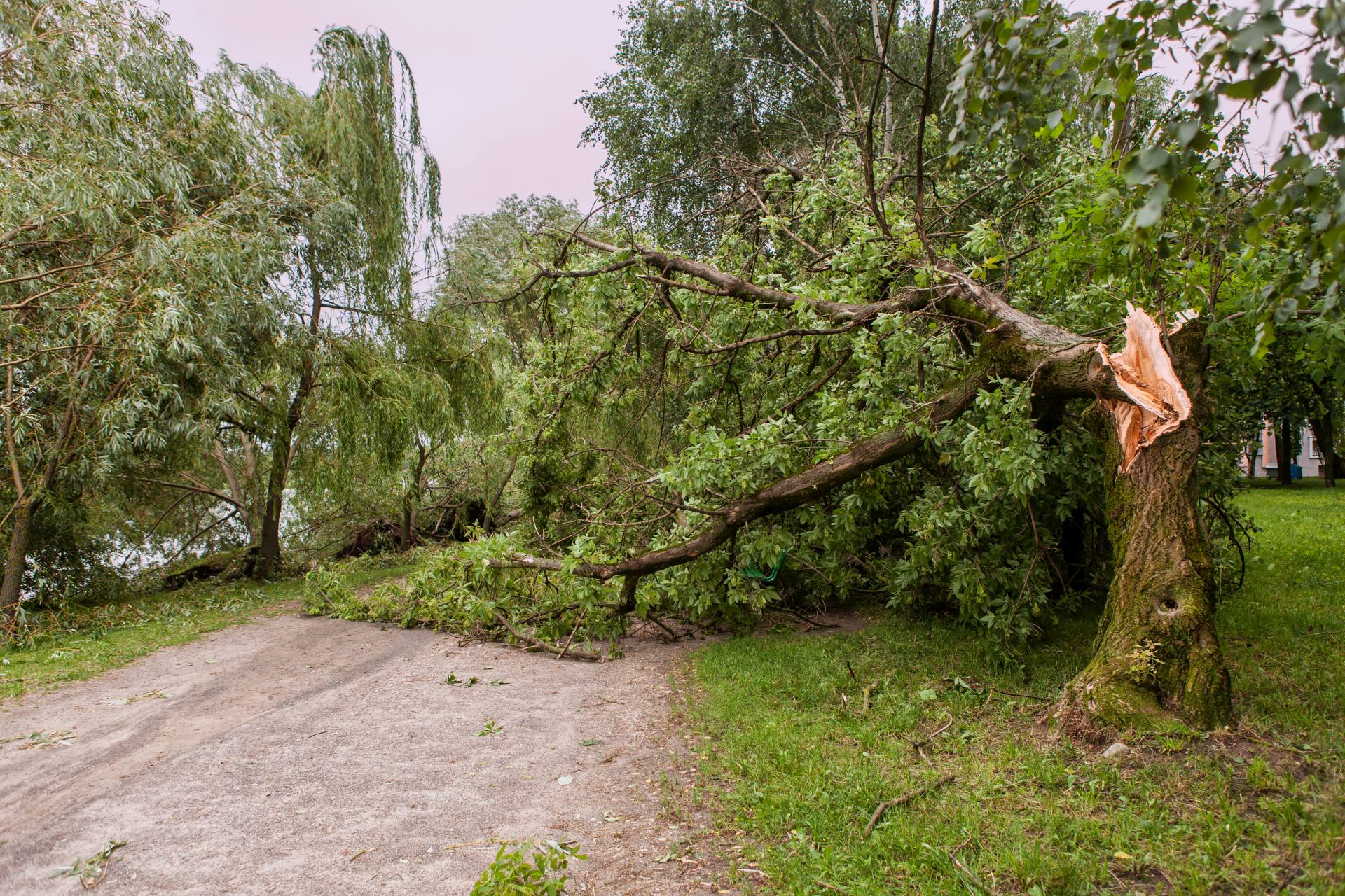 Plzeň nechá 150 poškozených stromů dožít jako útočiště pro rostliny i živočichy