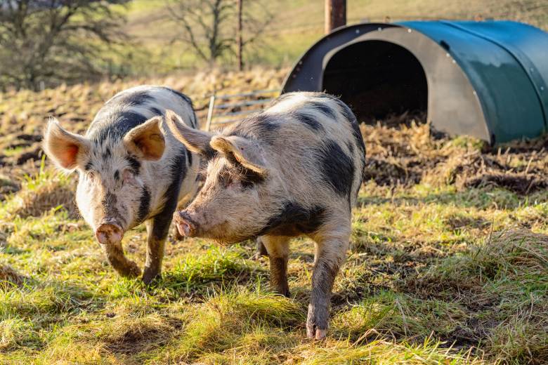 Zájem o domácí zabijačky dlouhodobě klesá, loni jich bylo 22.500, dříve 100.000 Zájem o domácí zabijačky dlouhodobě klesá, loni jich bylo 22.500, dříve 100.000