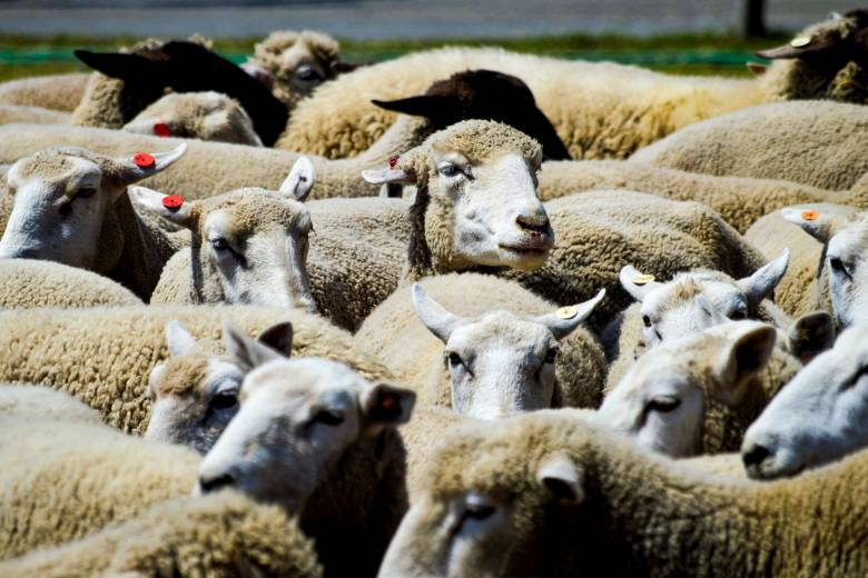 Obce na jihu Třebíčska udržují specifický vánoční zvyk - průvod ovcí