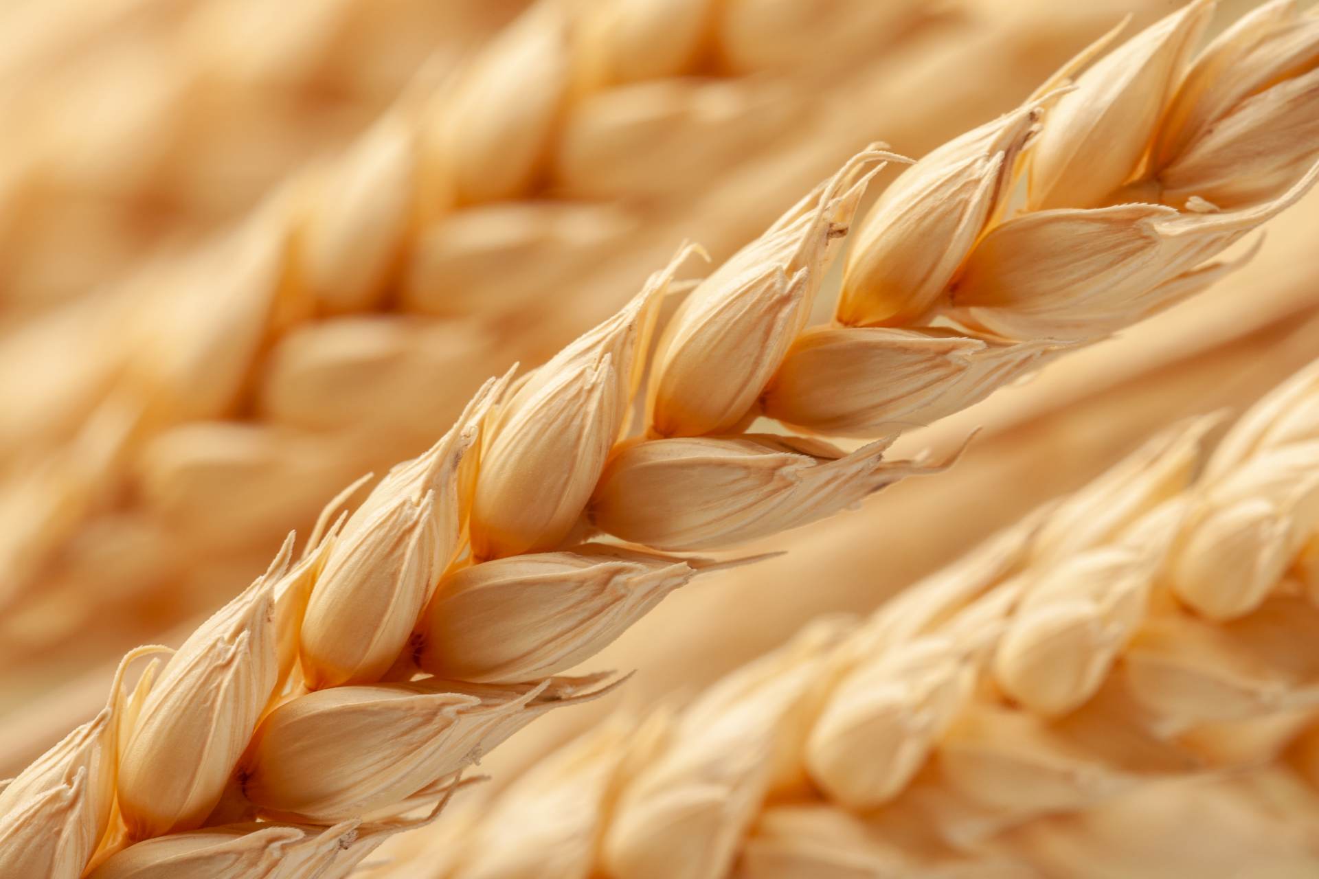  Svět Rusko Ukrajina komodity ceny pšenice 