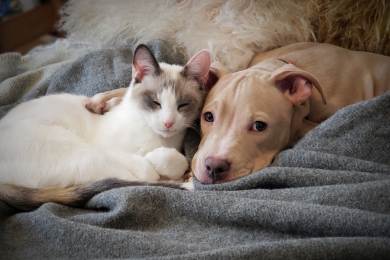 EP schválil svůj postoj k pravidlům o dobrých životních podmínkách psů a koček