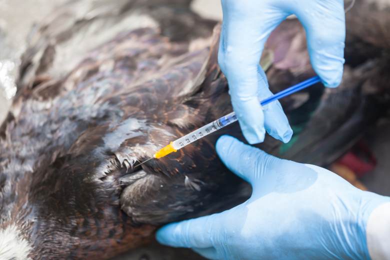 Ve velkochovu kachen u Třebíče je ptačí chřipka, utraceno jich bude přes 20.000