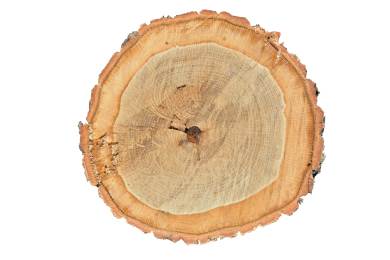 Dražitelé na aukci dříví v Chropyni nabídli rekordní částky za dub a modřín