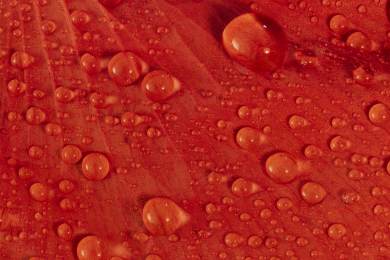 Lidé mohou zakoupením symbolického vlčího máku podpořit válečné veterány