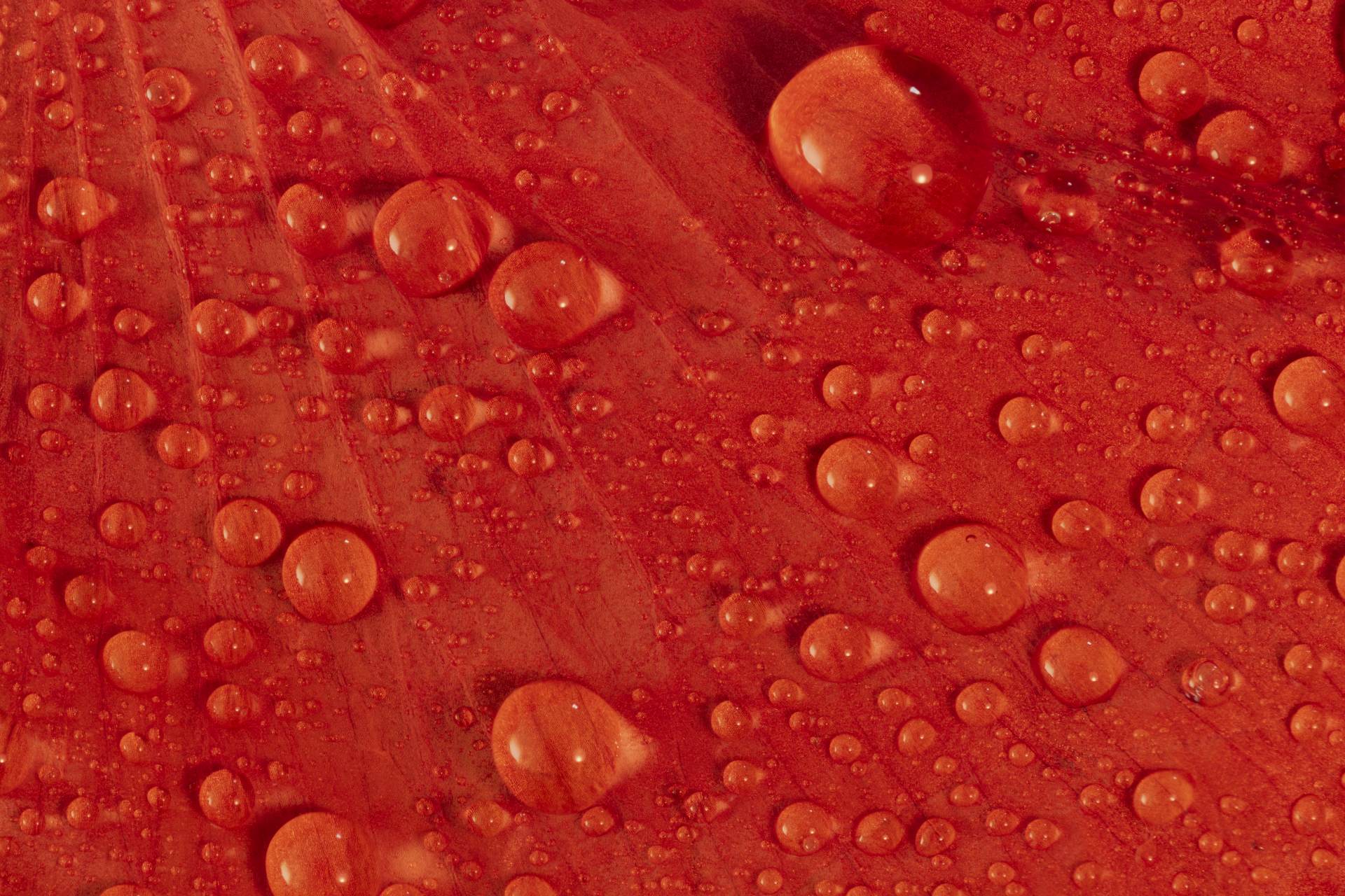 Lidé mohou zakoupením symbolického vlčího máku podpořit válečné veterány